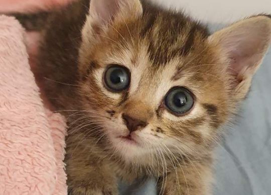 Recently adopted - Vicky