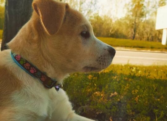 Recently adopted - Aris