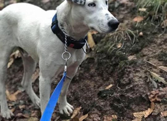 Recently adopted - Lewie