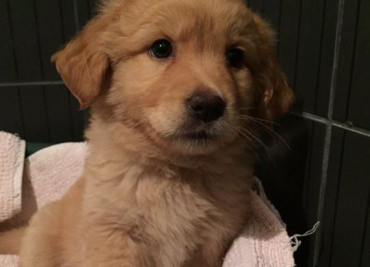 Recently adopted - Azra