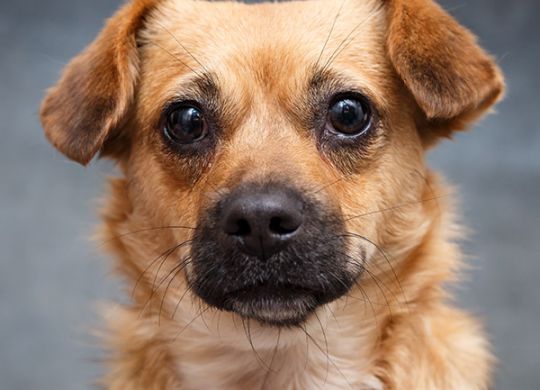 Recently adopted - Dana