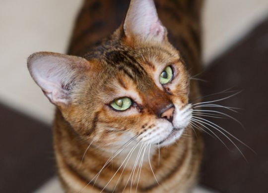 Recently adopted - Mary