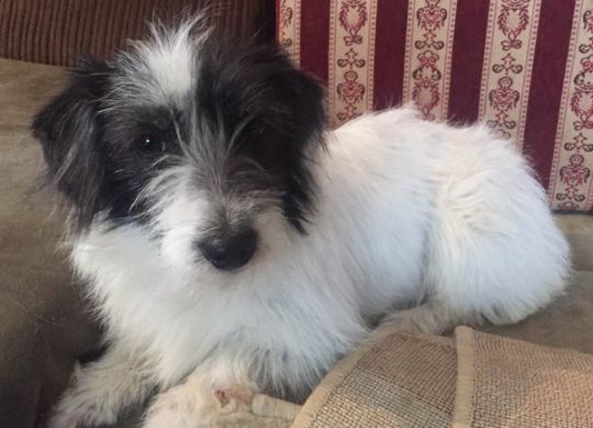 Recently adopted - Mili