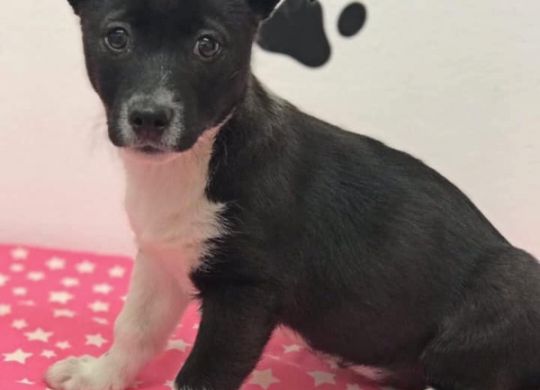 Recently adopted - Milka