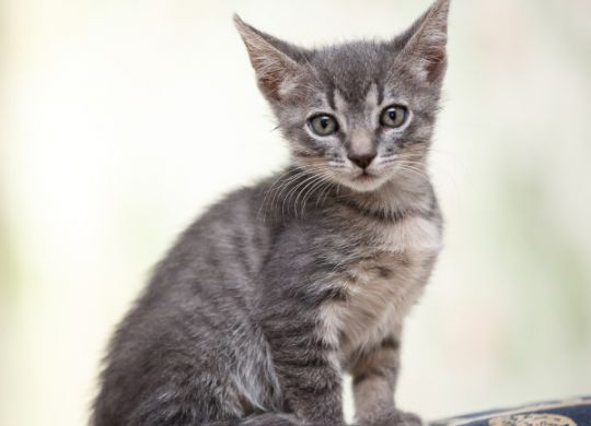 Recently adopted - Cherry