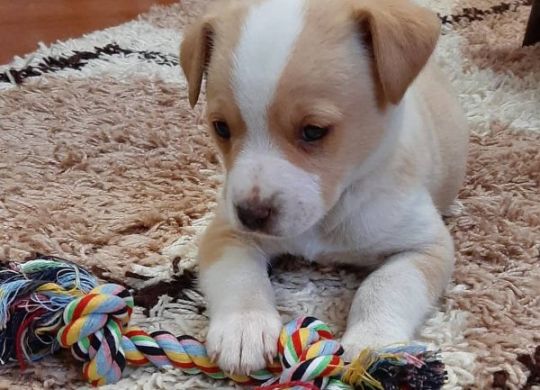 Recently adopted - Stela