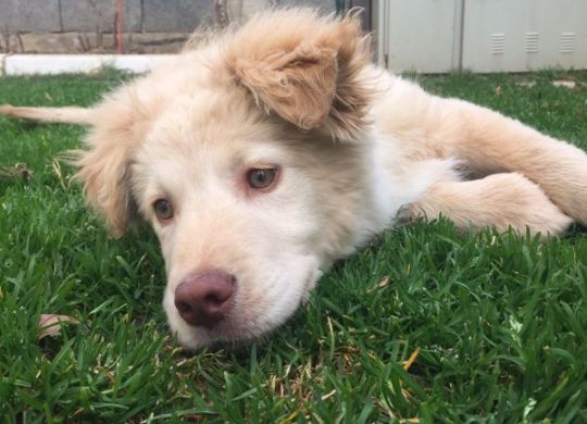 Recently adopted - Tor