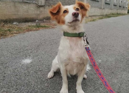 Recently_adopted_Lili