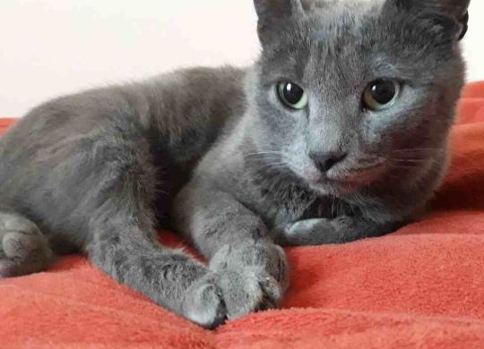 Recently_adopted_Lola
