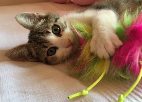 Recently adopted_Hana