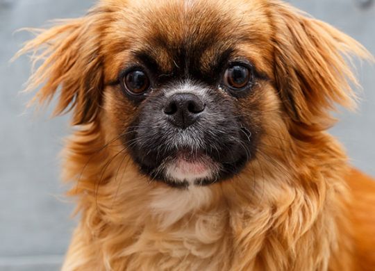 Recently adopted_Milica