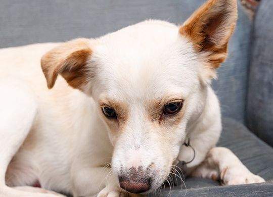 Recently adopted_Miman