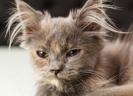 Recently_adopted_Cupka