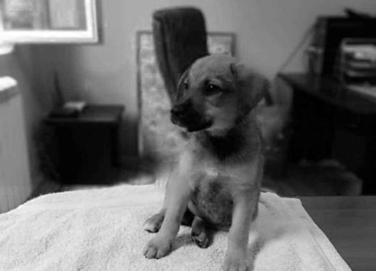 Recently_adopted_Dunja