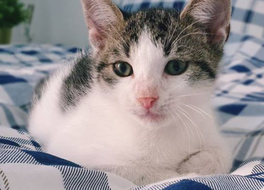 Recently adopted - Dotty