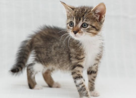 Recently adopted - Tigress