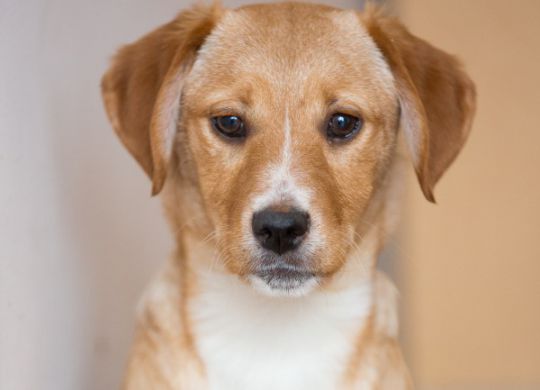 Recently adopted - Vasa