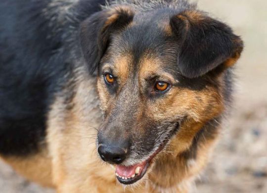 Recently adopted - Vucko