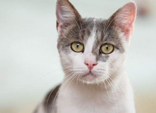 Recently adopted - Zeljko