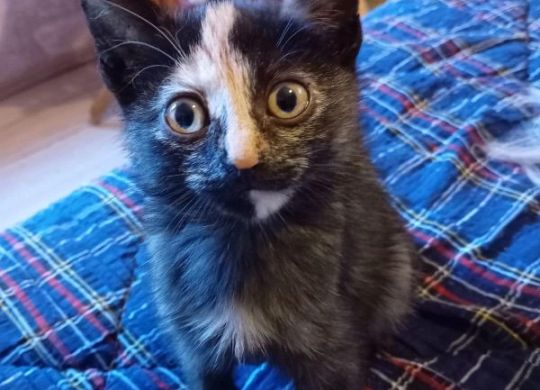 14.2023_Nedavno udomljeni_Zaklina