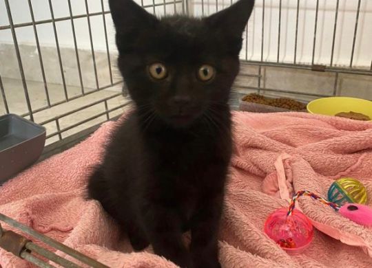 16.2023_Nedavno udomljeni_Crno mace