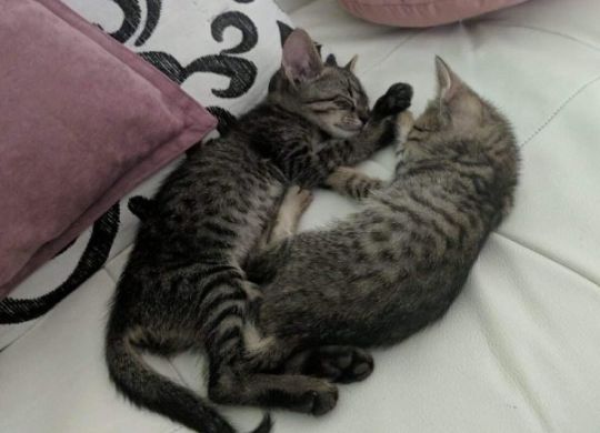 17.18.2023_Nedavno udomljeni_DzDzo i Klementina