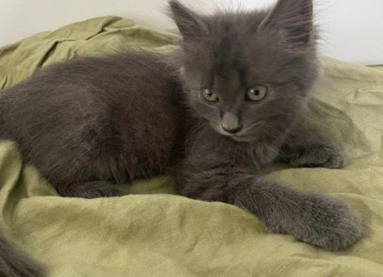 19.2023_Nedavno udomljeni_Sivko