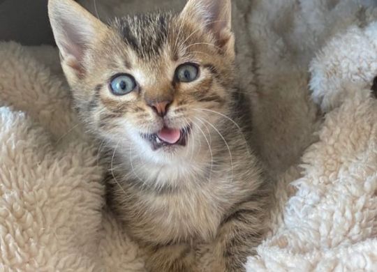 20.2023_Nedavno udomljeni_Mikili