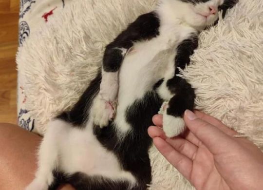 21.2023_Nedavno udomljeni_Ljubica