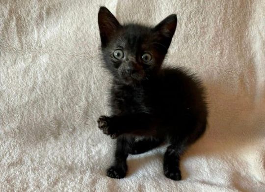 22.2023_Nedavno udomljeni_Malisa