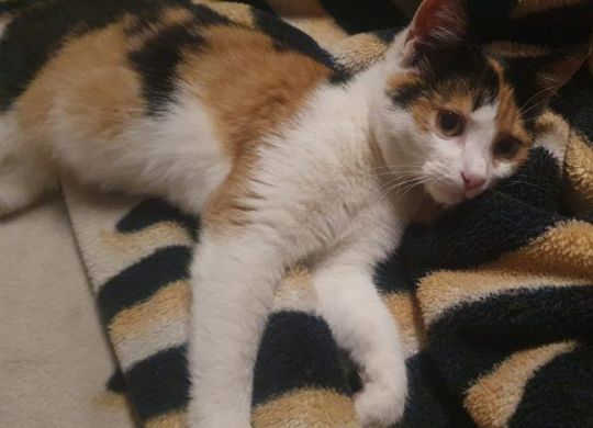 23.2023_Nedavno udomljeni_Mici