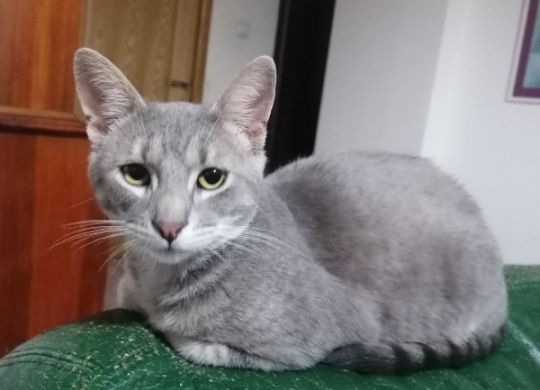 24.2023_Nedavno udomljeni_Gray