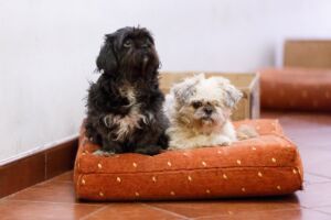 I njima treba vakcina