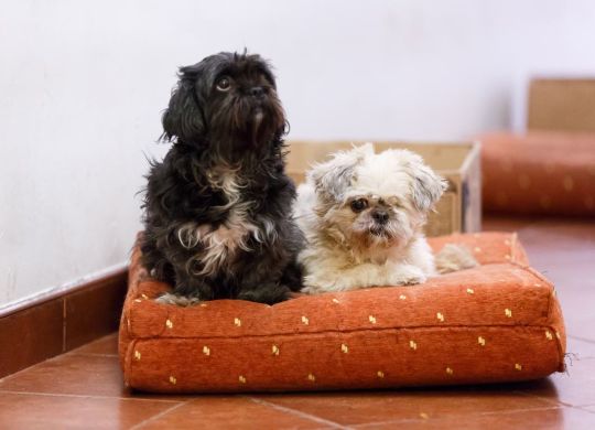 I njima treba vakcina