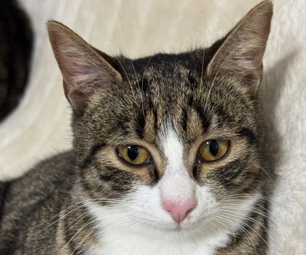 Leksi traži dom