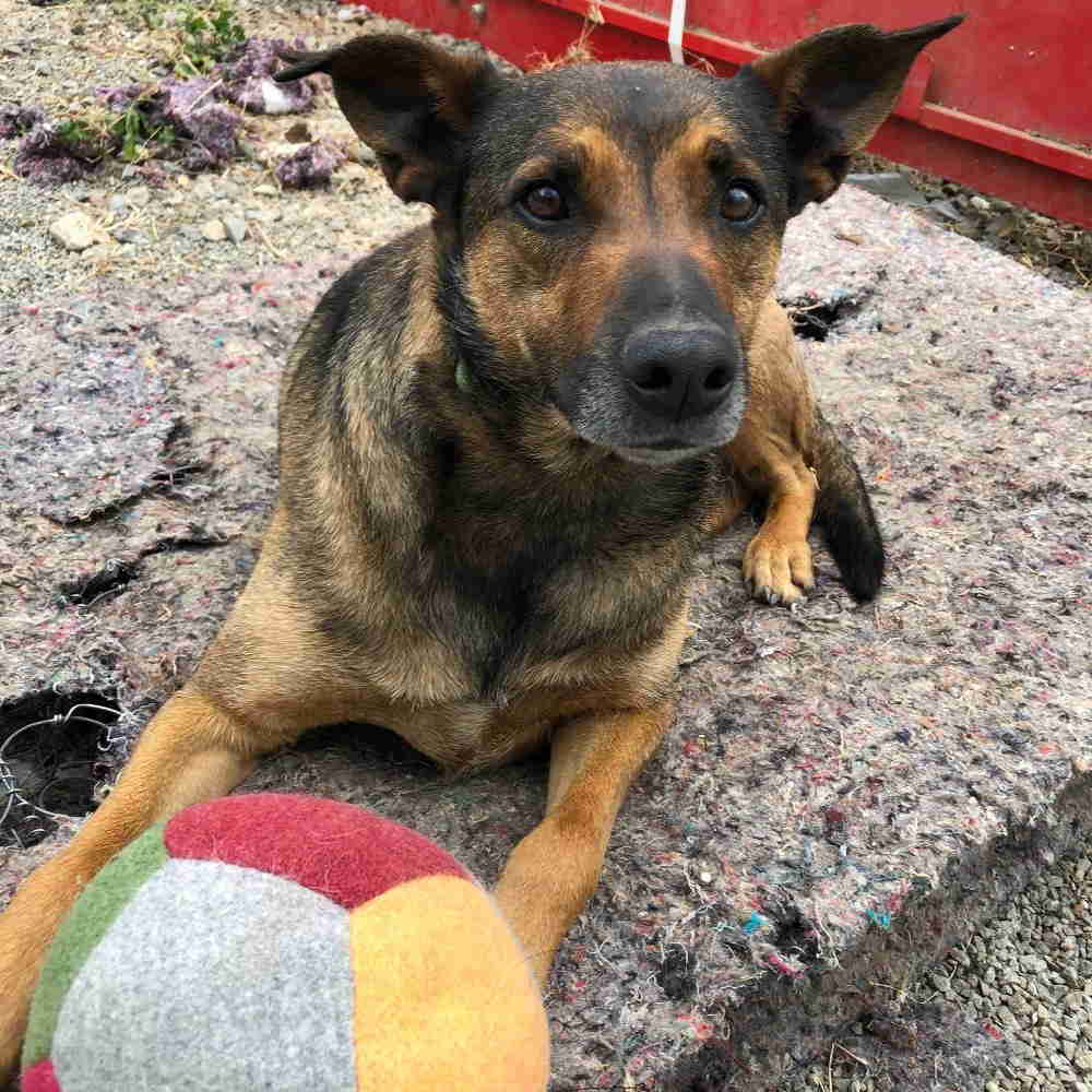 Pas grize sve po kuci