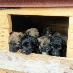 Svetski_dan_zivotinja