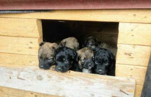 Svetski_dan_zivotinja