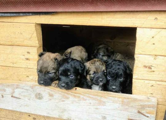 Svetski_dan_zivotinja