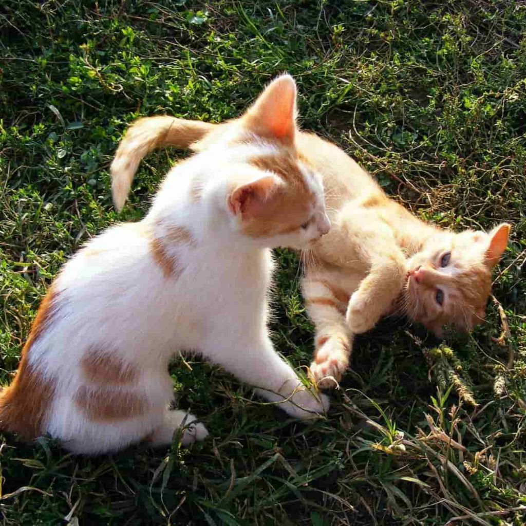 kittens_playing